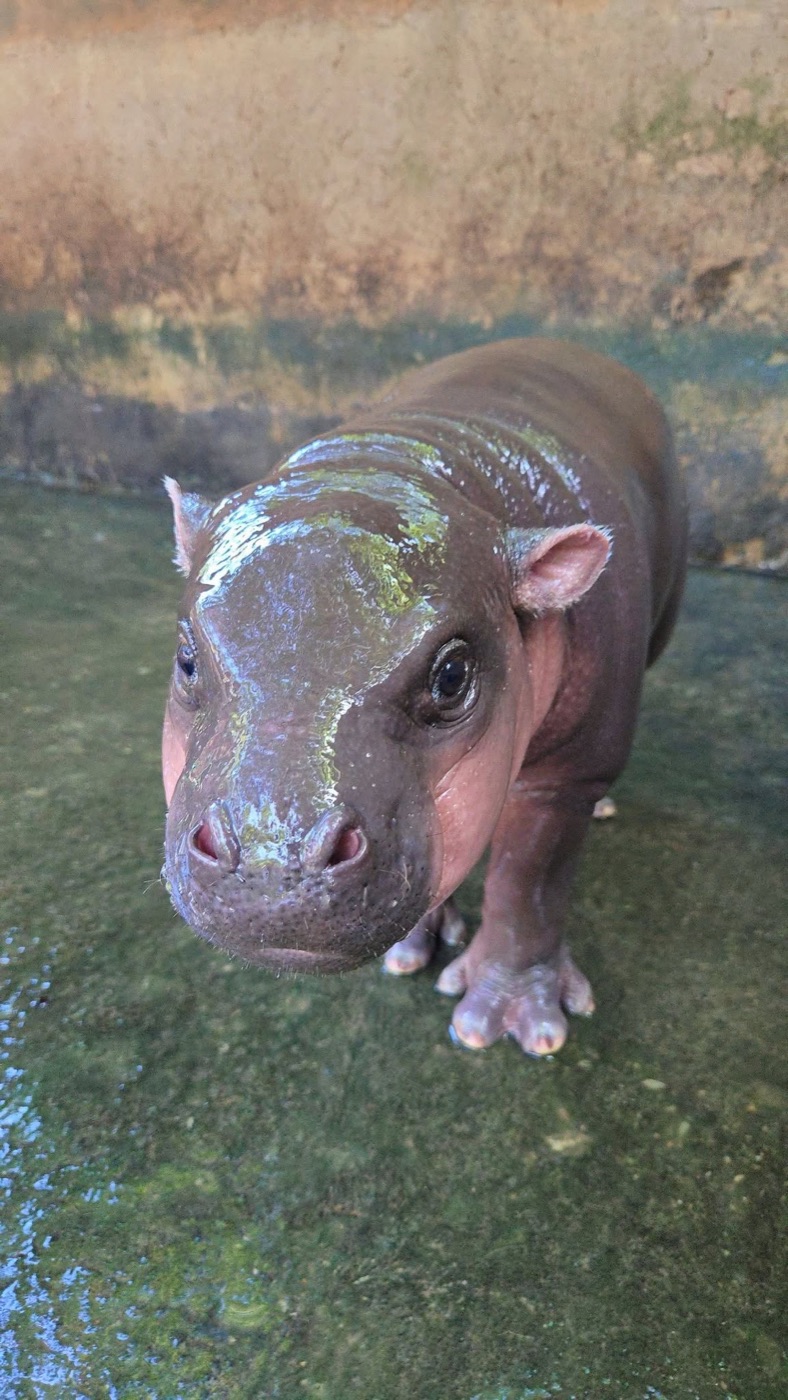 MOO DER baby pygmy hippo